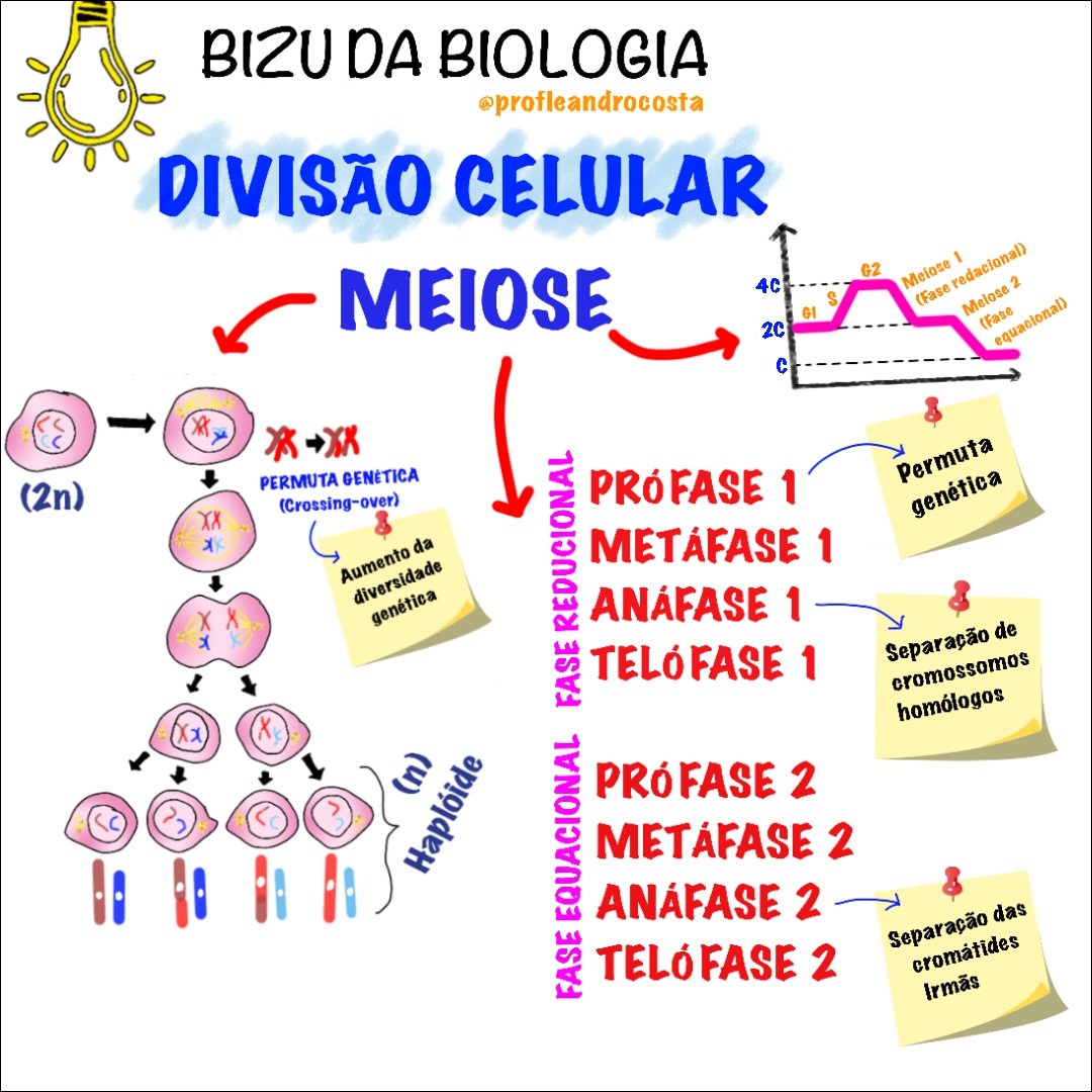 Conceitos de Genética
